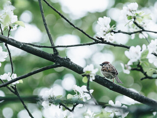 李佳薇 冯天薇 于梦雨 是中国人吗